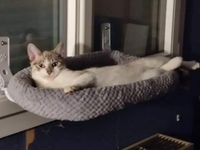 chat reunited   28630 Ver-lès-Chartres Ange