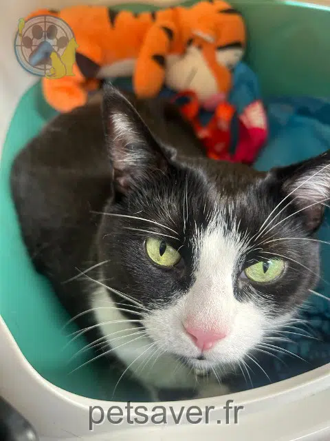 cat reunited   28140 Dambron Angel