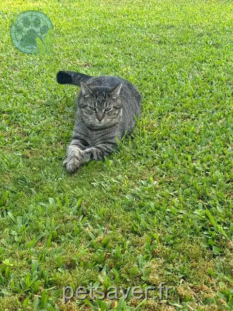 chat reunited   28700 Auneau-Bleury-Saint-Symphorien Pompon