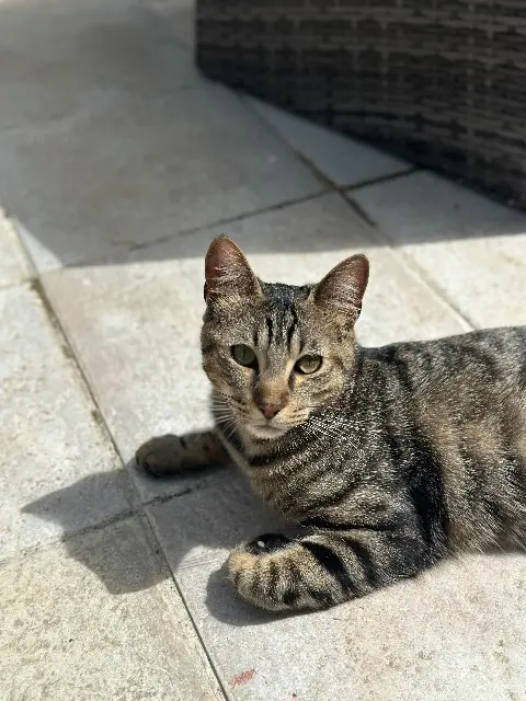 chat reunited   28110 Lucé Canaille