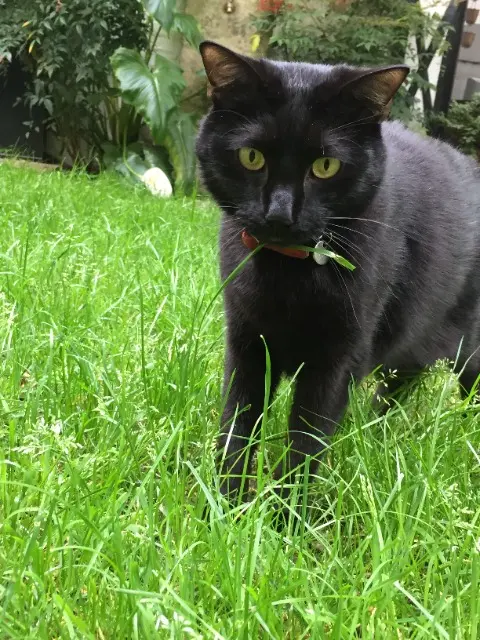 chat reunited   28500 Montreuil Chat
