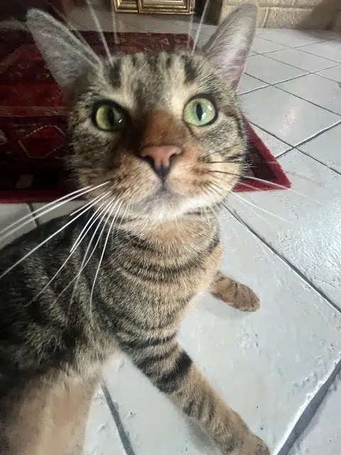 chat reunited   28800 Bonneval Emeraude