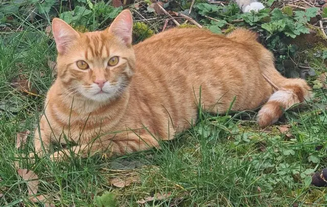 cat reunited   28000 Chartres Frimousse