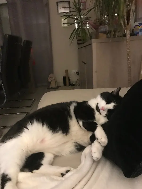 Chat Perdu 28 Eure-et-Loir - Fripouille Chat Perdu 28 Eure-et-Loir - Fripouille