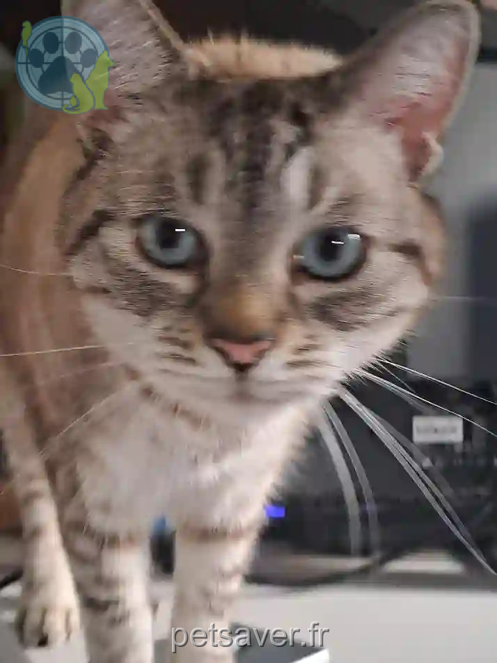 Chat Perdu 28 Eure-et-Loir - Gandalf Chat Perdu 28 Eure-et-Loir - Gandalf