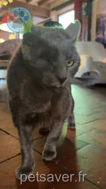 chat reunited 28160 Frazé Gris