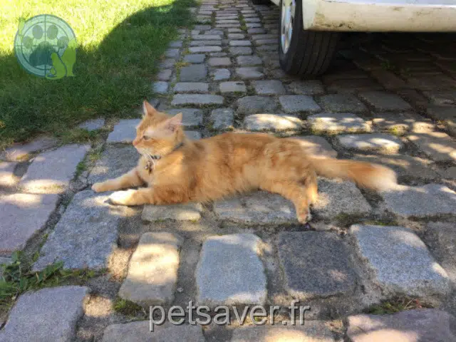 chat reunited   28500 Crécy-Couvé Guerna