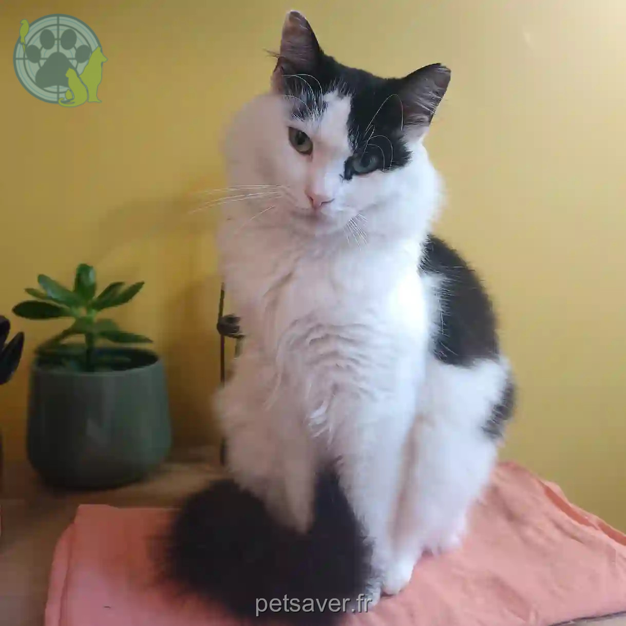 Chat Perdu 28 Eure-et-Loir - Hadès Chat Perdu 28 Eure-et-Loir - Hadès