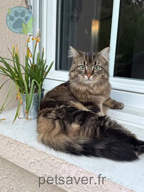 chat reunited 28600 Luisant Hermione