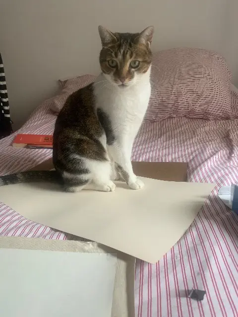 chat reunited   28230 Droue-sur-Drouette Hypolite