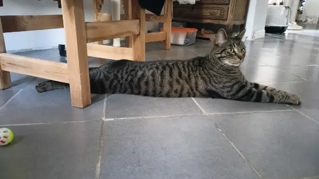 chat reunited   28300 Lèves Ike