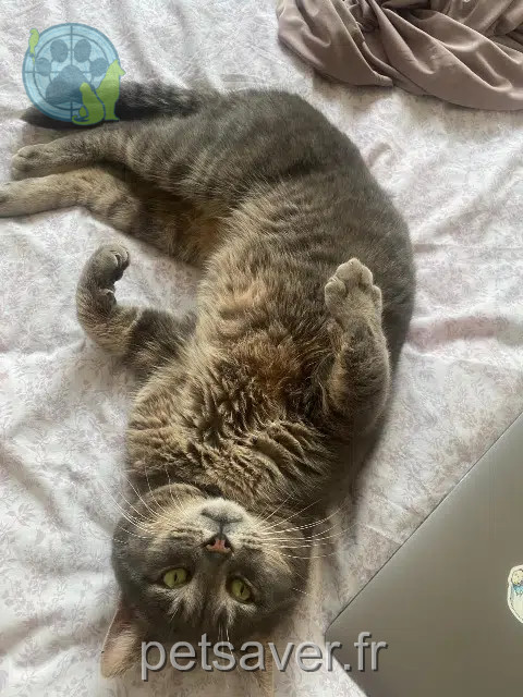 chat reunited   28500 Vernouillet Jojo