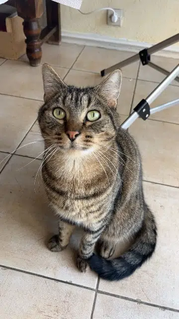 chat reunited   28100 Dreux Loulou