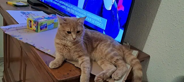 chat reunited    Theuville Marty