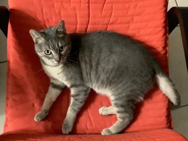 chat reunited   28100 Dreux Max