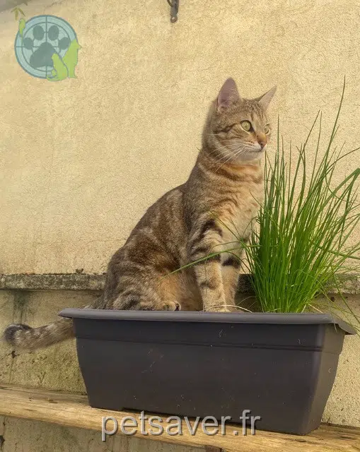 chat reunited   28230 Épernon Miaouh