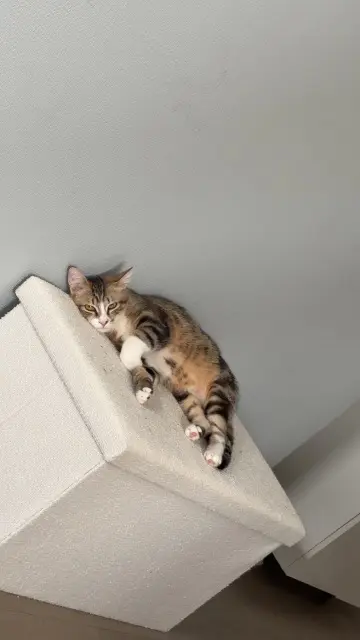 chat reunited   28140 Terminiers Nutella