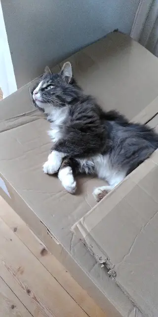 chat reunited   28120 Illiers-Combray Olaf