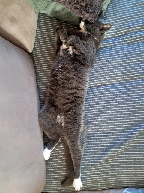 chat reunited   28340 Lamblore Oreo