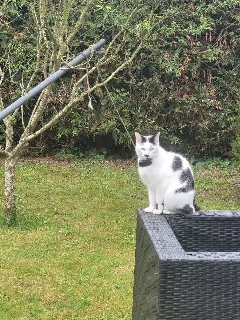 chat reunited   28410 Bû Pepsi