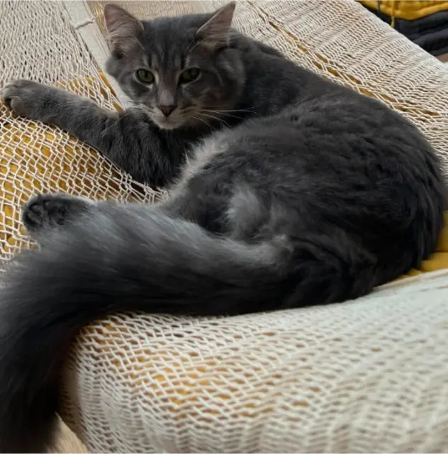 chat reunited   28260 Saint-Ouen-Marchefroy Atlas