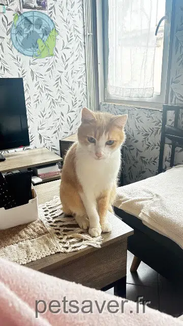 chat reunited   28410 Bû Simba