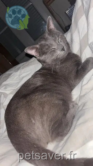 gato reunited 28400 Nogent-le-Rotrou Sirius