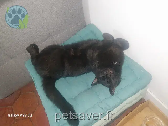 kater reunited   28170 Thimert-Gâtelles Gustave