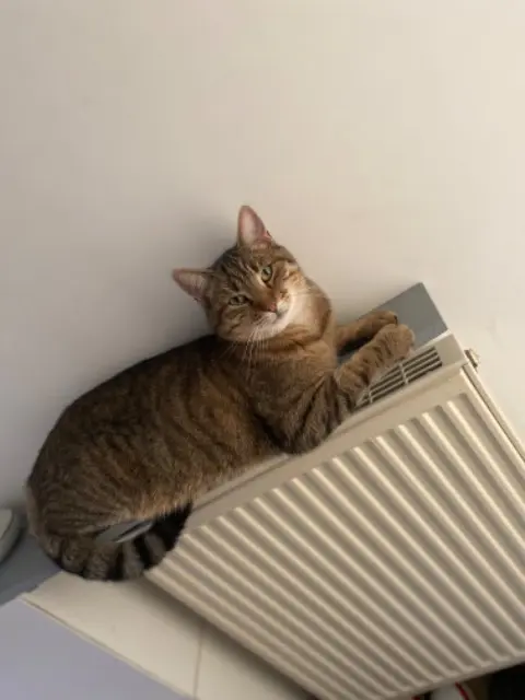 chat reunited   28500 Charpont Tigrou