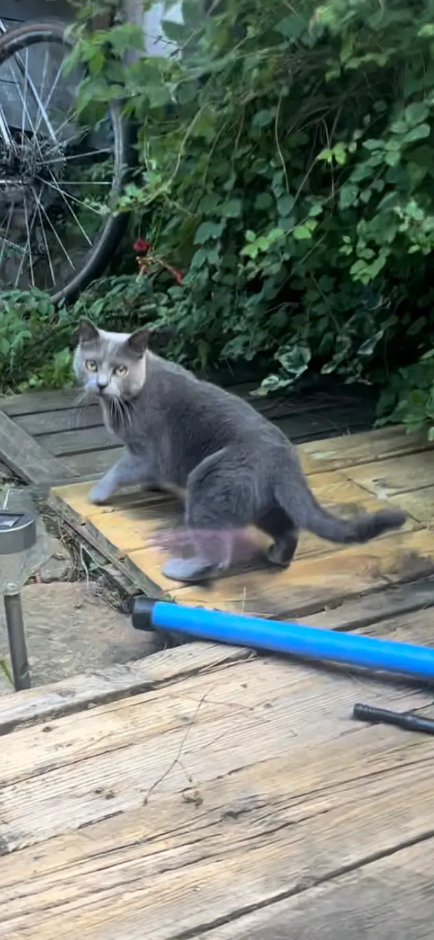 Chat Perdu 28 Eure-et-Loir - Tom Chat Perdu 28 Eure-et-Loir - Tom