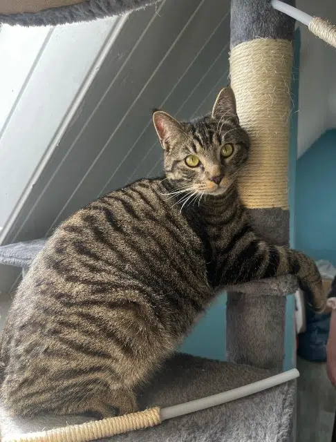 chat reunited   28300 Lèves Wally