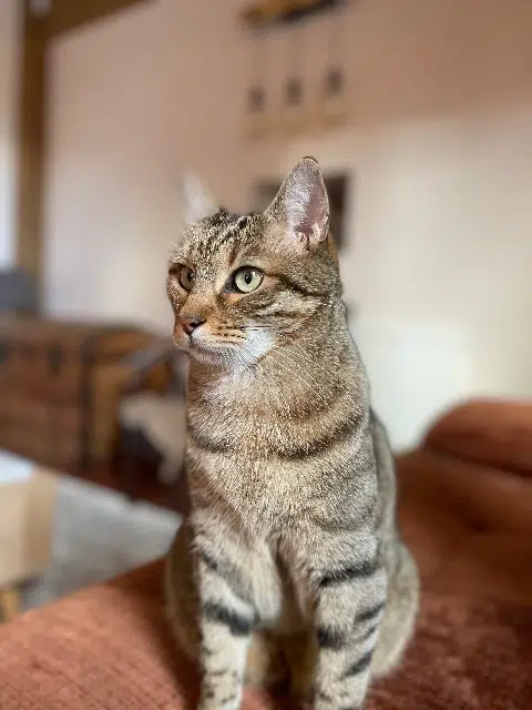 chat reunited   28350 Saint-Lubin-des-Joncherets Zazou