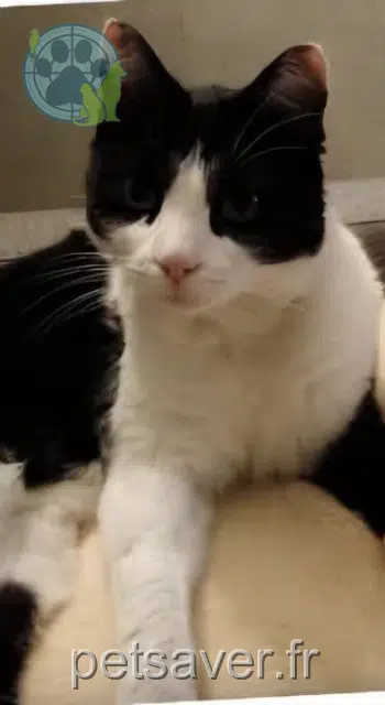 chat reunited 29900 Concarneau Ange