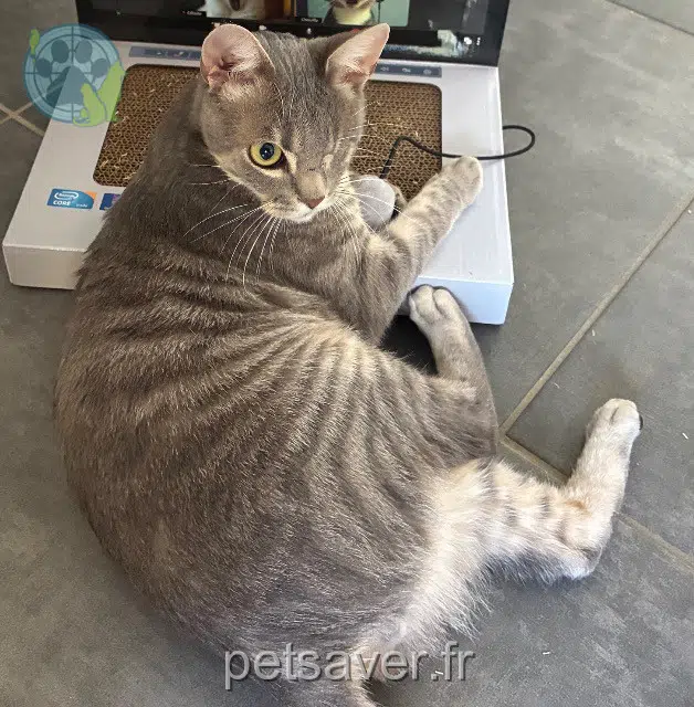 chat reunited 29860 Plouvien Arrow