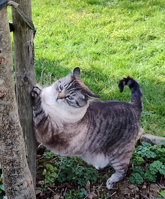 chat reunited   29470 Plougastel-Daoulas Basilic