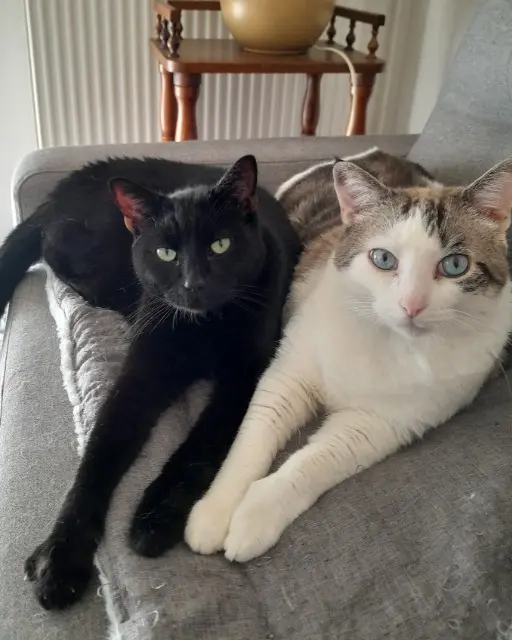 chat reunited   29380 Bannalec Blacky