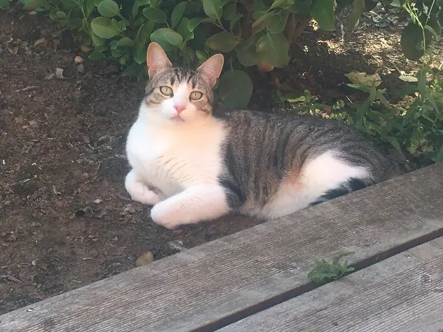 chat reunited   29200 Brest Chinook