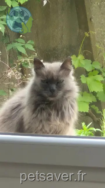 chat reunited   29200 Brest Merlin