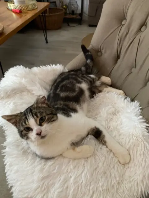 chat reunited   29200 Brest Miou