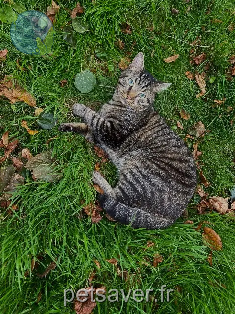 chat reunited   29200 Brest Muezza