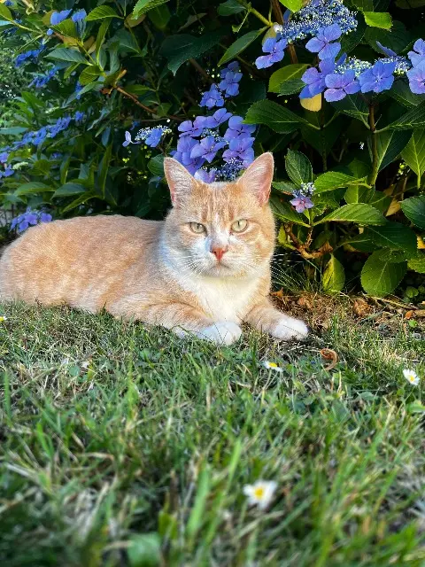 chat reunited   29200 Brest Neko