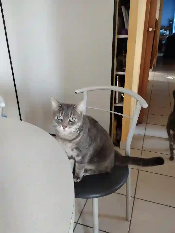 Chat Perdu 29 Finistère Brest - Tambouille Chat Perdu 29 Finistère Brest - Tambouille