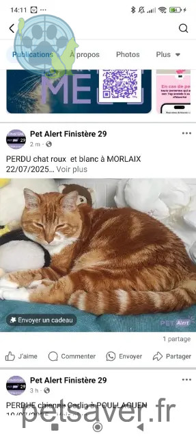 chat reunited   29600 Morlaix Camel