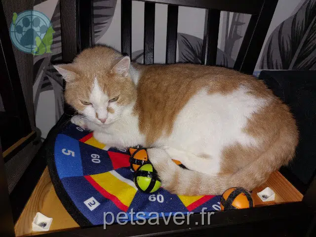 gatto reunited 29860 Plouvien Chamcham