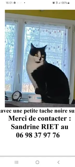 chat reunited   29100 Poullan-sur-Mer Charlot