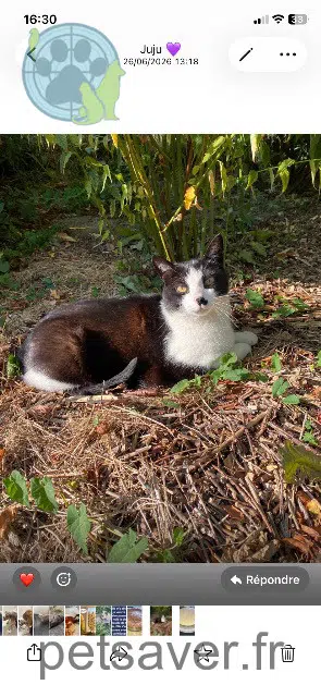 chat reunited   29160 Crozon Figaro