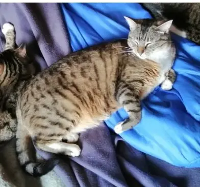 chat reunited   29170 Fouesnant Groschat