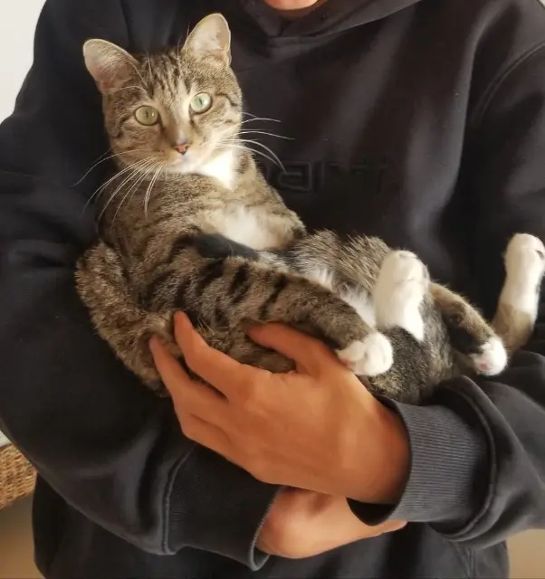 chat reunited   29730 Guilvinec Chacha