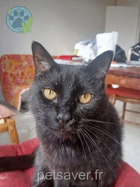 gatto reunited 29600 Plourin-lès-Morlaix Hades