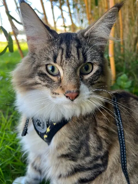 chat reunited   29430 Plouescat Khonsou
